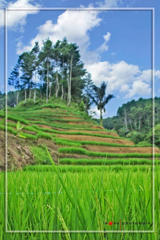 Areal Persawahan Menuju Malela
