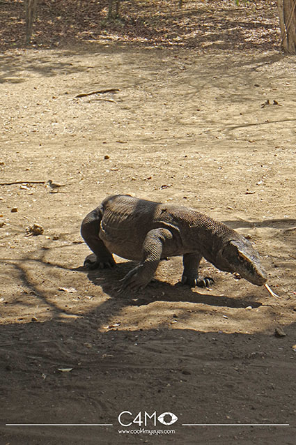 Komodo salah satu keajaiban dunia