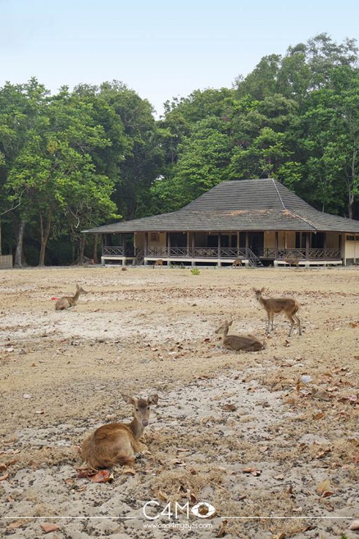 Kawanan rusa di Pulau Peucang