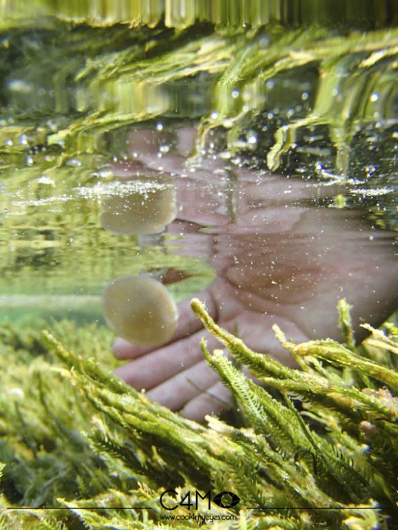 Ubur-ubur tak menyengat di Pulau Sembilan