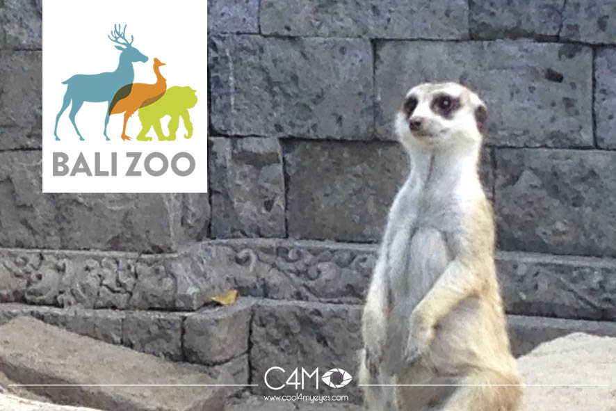 Meerkat at Bali Zoo Gianyar