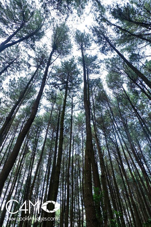 Hutan Pinus Gunung Pancar tumbuh hingga 70 meter
