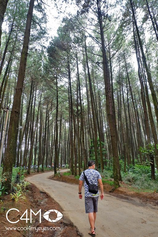 Jalan jalan jeprat jepret di Hutan Pinus Gunung Pancar