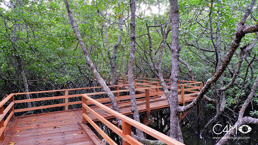 Mangrove Tanjung Batu Menyatu dengan alam